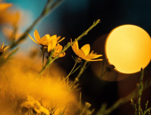 Flowers in the Headlights